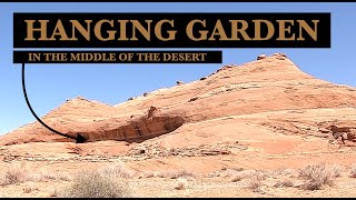 THE HANGING GARDEN IN THE DESERT, GLEN CANYON NATIONAL RECREATION AREA, ARIZONA