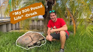 How To Move A Gigantic Tortoise!