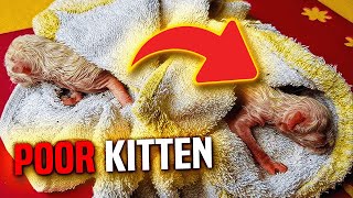 This Is How One Poor Kitten Went From Roof to Living Like a King!