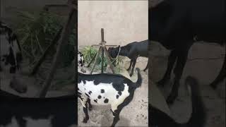 Pakistani Goat | Qurbani Ki Bakra | 29/06/2023