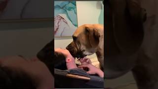 Big Boerboel Smothering Her Owner with Kisses #trending #shortsvideo #boerboel