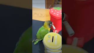 Sympathy and intelligence of Animals and Birds #shorts #animals #birds #viral