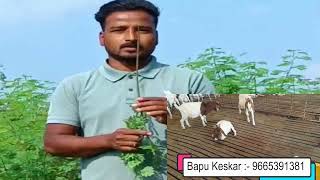 सुख चराचे महत्व by बापू केसकर| Importance of Sukha Chara By Bapu Keskar