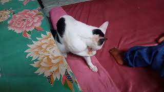 Kucing cuci muka so ingin bertemu bebeb # video