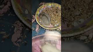 Funny and cute baby hamster's 131 #shortsfeed  #shorts (1)