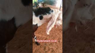 Hyderabadi goats #goat #animals #love #livestock #cow #bakridsheep