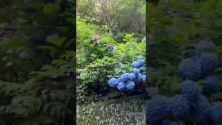 2024年6月19日　朝の散歩道　Morning walkway Hydrangea Road