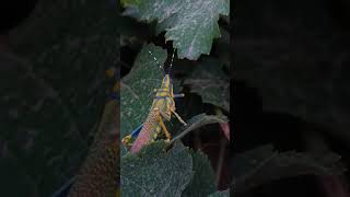 Beautiful Creature Please guess name in comment box @khaliqonair #creature #grasshopper