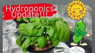 HYDROPONICS UPDATE | Basil is Growing | #shorts  #shortvideo #short