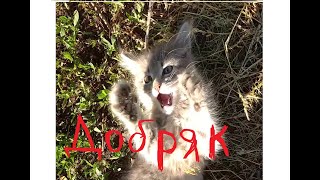 Добрый котик - мягкий животик.