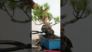 japanese white pine bonsai