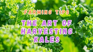 Mastering Kale Harvesting: Tips and Techniques