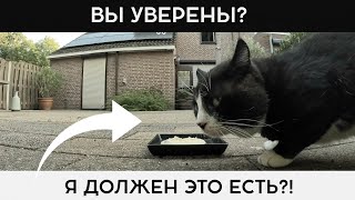 СОРОКА, ВОРОНА И НЕДОВОЛЬНЫЙ КОТ😼 #животные #наблюдение