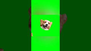 Corgi GreenScreen