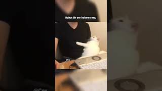 Rahat bir yer bulunca me; #shorts #viral #tiktok #cute #cat #cats #funny #kedi #trend #keşfet #sweet