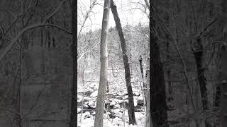 White Forest - Snow Time #newyork #shorts #youtubeshorts #forest