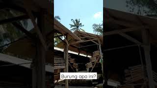 burung yang langka terlihat di alam liar #shorts #burung