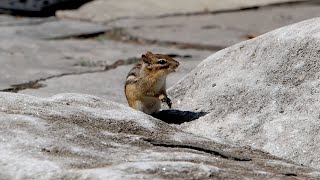 Chewing Chipmunk