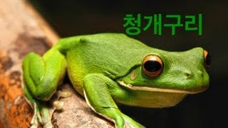 전래동화 청개구리 Story A green frog