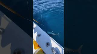 Large tuna on Talica 16