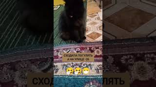 Простуда у братьев меньших 🤦🤦🥴#shorts #funnymemes #funny #cat