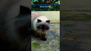 Extreme Punch Face Cat😻Himalayan Cat🤩 #shorts #viral #trending #persiancat #cat #meow #himalayancat