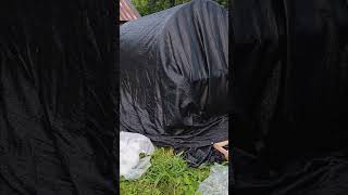 Hardening Tomato plants #garden2024 #shortvideo #growingtomatoes #gardening #youtubeshorts #shorts