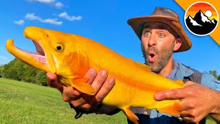 GOLDEN TROUT - Animal Crossing's Rare Fish?