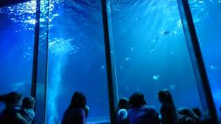 Sealife, Blackpool