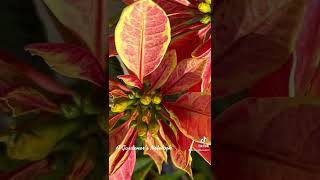 Poinsettia in the Container Garden 2 via Instagram [Photography] – A Gardener's Notebook