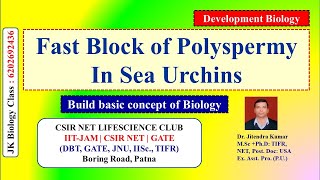 Fast block of polyspermy in Sea urchins | Prevention of polyspermy | CSIR NET LIFE SCIENCE | Dev Bio