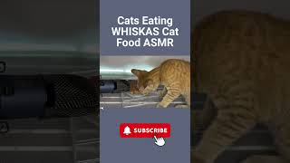 Cats Eating WHISKAS Cat Food ASMR #WHISKAS #asmr #catasmr #shortsvideo