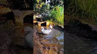 Goose group enjoying in Village Canal | Majid Joza