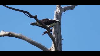 Osprey eats Blue Tilapia.