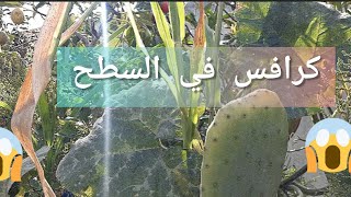 جني الكرافس عند الحاجة فاطمة