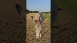 Cute Friendly Donkey Coming Over To Say Hi