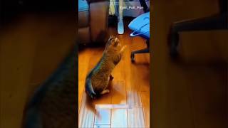 Funniest animals 2024 🤣😆#shorts #viralvideo #funny #pets #comedy