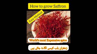 How to grow Saffron bulbs