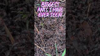 Ginormous Wood Ants!