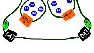 Halting dopamine transmission