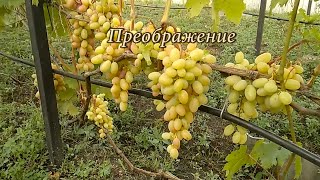 Виноград Преображение 2019