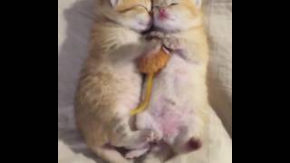 Sweet love between two cats (Сладкая любовь между двумя котиками)