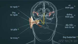 Cơ Chế Hoạt Động Của Tai Người qua Góc Nhìn 3D ( Sinh Học 3D)