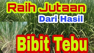 Panen Tebu Buat Bibit||Cara Panen Bibit Tebu