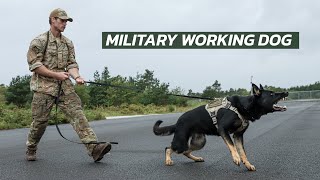 Hundefører i Forsvaret - MWD