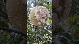 Mealybug attack on mango tree... #shorts #mealybug #insects #entomology #viral