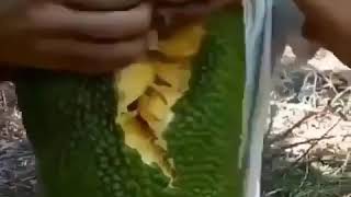 Unboxing Nangka dari Pohonnya