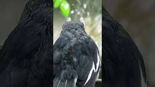 Beating the Heat..| #indianwildlife #indianbirds #nature #bird #bathing #birdwatching