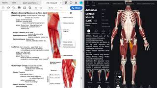 Peck Muscles of Lower Limb