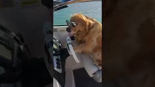 funny dog videos, 3 #shorts #shortsvideo #shortsfeed #puppy #dog #pets #funny #pet